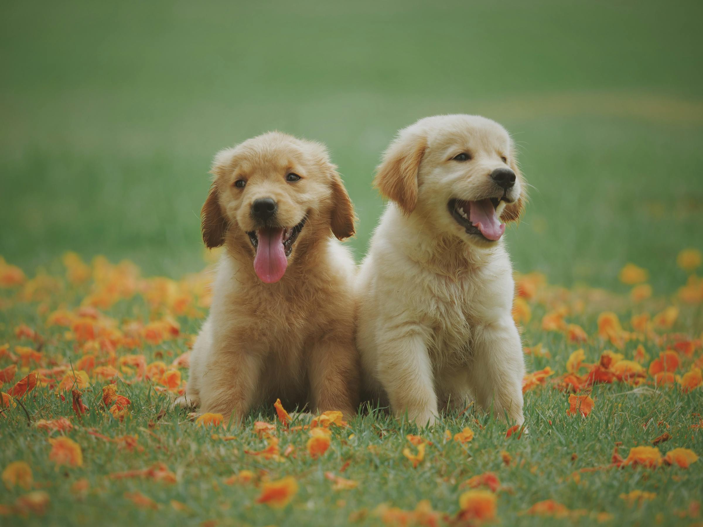 Two golden retrievers